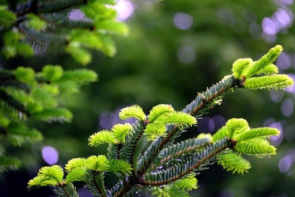 Nadelbaum, Zweige 