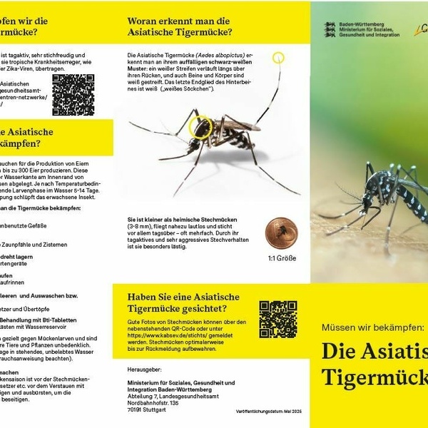 Asiatische Tigermcke Informationsmaterial