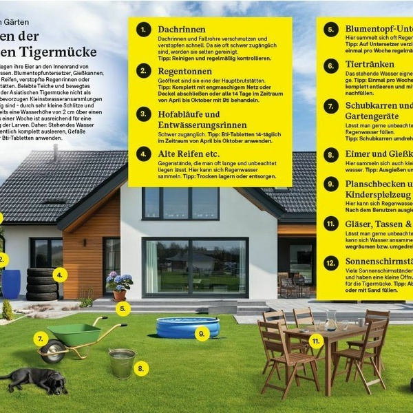 Asiatische Tigermcke Informationsmaterial