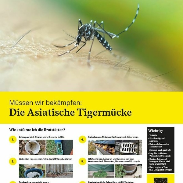 Asiatische Tigermcke Informationsmaterial